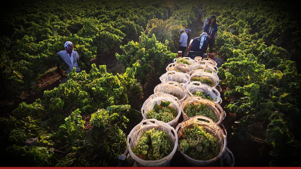 Kuru üzüm üreticisinde zor yıl: verim düştü, alım fiyatları geriledi