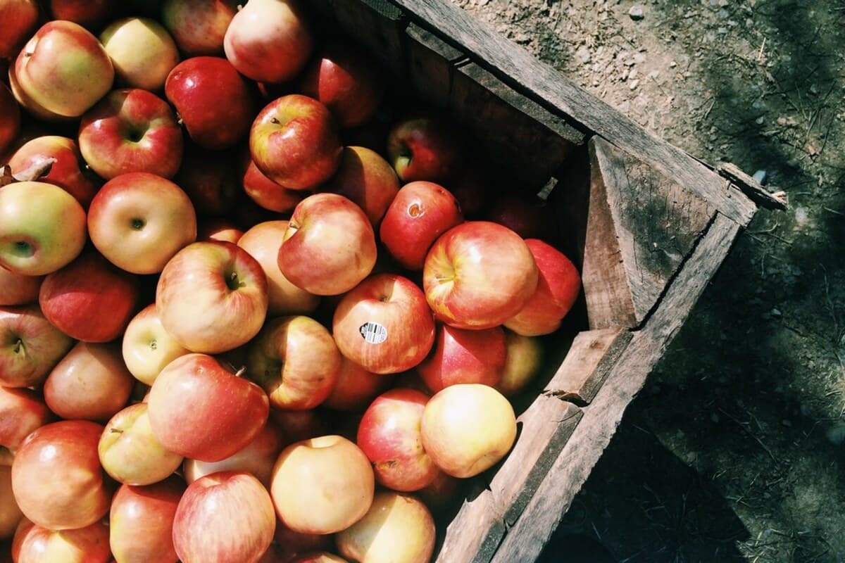 Lisanslı fotoğraf · yaratıcı belirtilmemiş · CC0 · rawpixel · https://www.rawpixel.com/image/5927233/free-apple-image-public-domain-fruit-cc0-photo