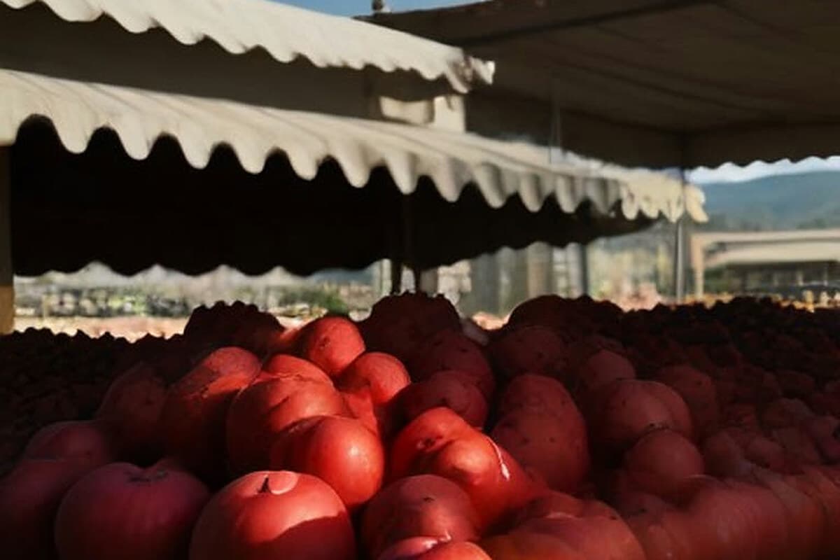 Karaman'da elma ihracatındaki aksaklıklar görüşüldü
